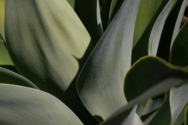 Agave attenuata, or foxtail agave. (Luke Johnson / The San Diego Union-Tribune)