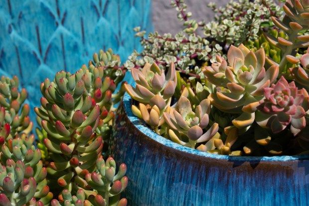 A mix of succulents contrasts with colorful blue pots. (Luke Johnson / The San Diego Union-Tribune)