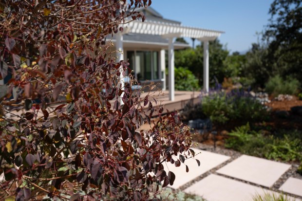 A tall Caribbean copper tree (Euphorbia cotinifolia) lends a reddish hue on one side of the driveway. (Luke Johnson / The San Diego Union-Tribune)