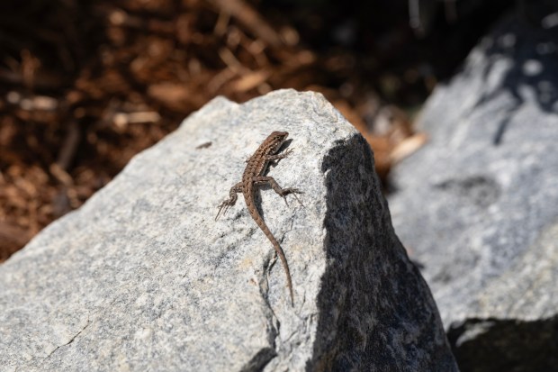 A lizard basks in the sun on a rock, part of a stream of wildlife visitors. (Luke Johnson / The San Diego Union-Tribune)
