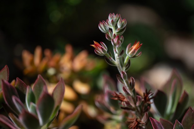 Echeveria harmsii, aka 'Ruby Slippers.' (Luke Johnson / The San Diego Union-Tribune)
