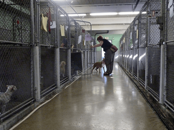 Berkeley animal shelter workers face abuse from puppy snatchers, pickaxe threats
