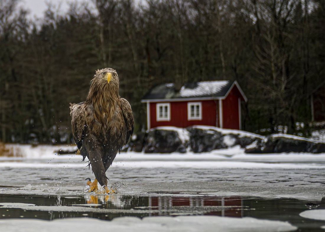 Fashion fades. Feather coats are forever.