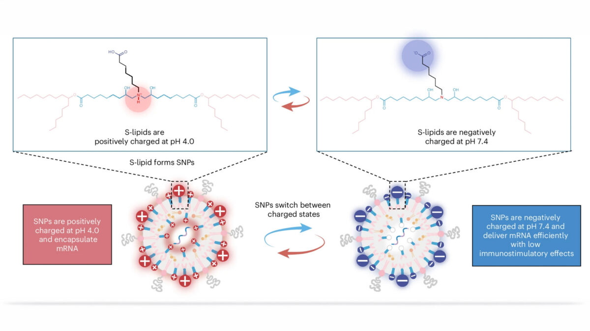 Schematic shows switchable nanoparticles switching their charge states to deliver mRNA and DNA efficiently without causing inflammation.
