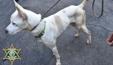 Desert Hot Springs suspends partnership with dog rescue suspected of abuse – NBC Los Angeles