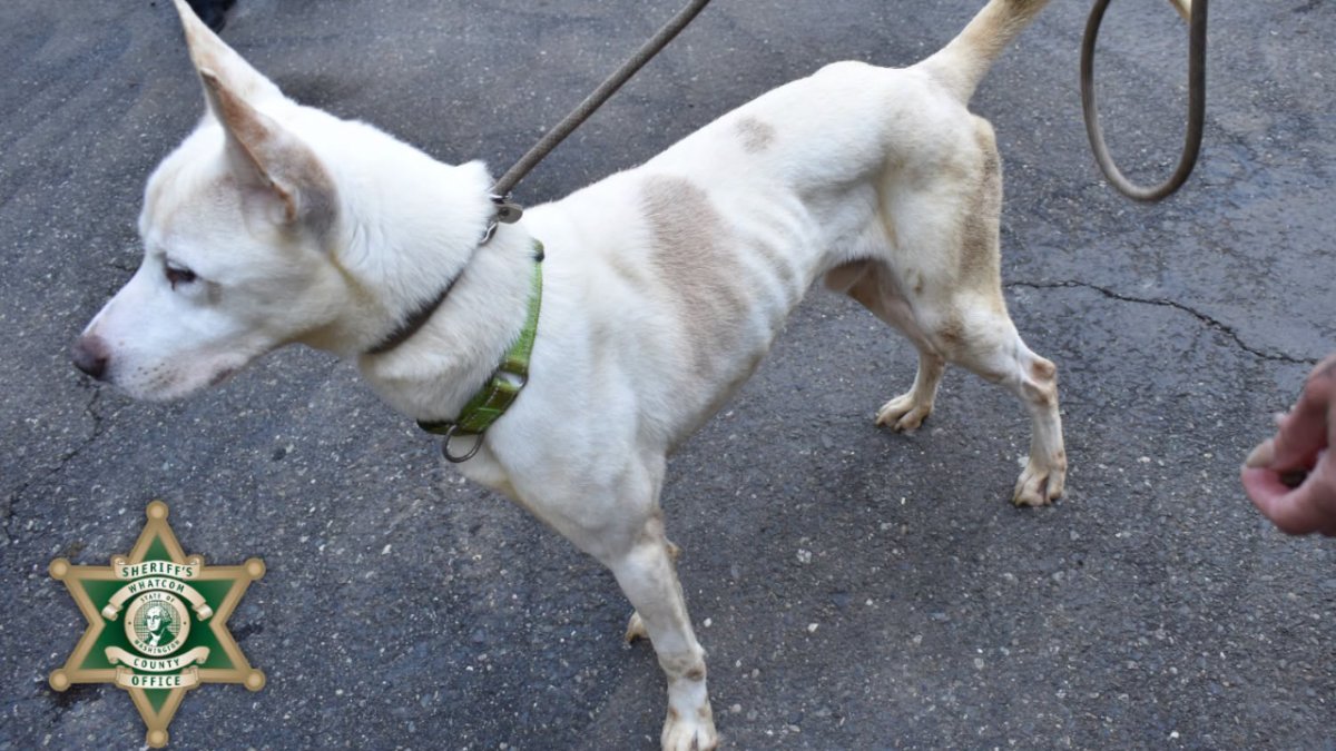Desert Hot Springs suspends partnership with dog rescue suspected of abuse – NBC Los Angeles