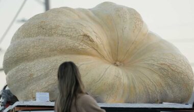 Giant pumpkins battle for heavyweight glory and the world record in California