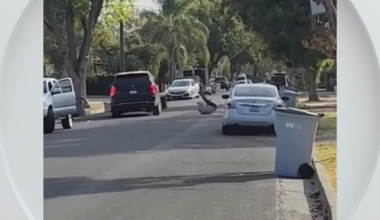 Federal immigration vehicle hits pedestrian in Woodland, police say