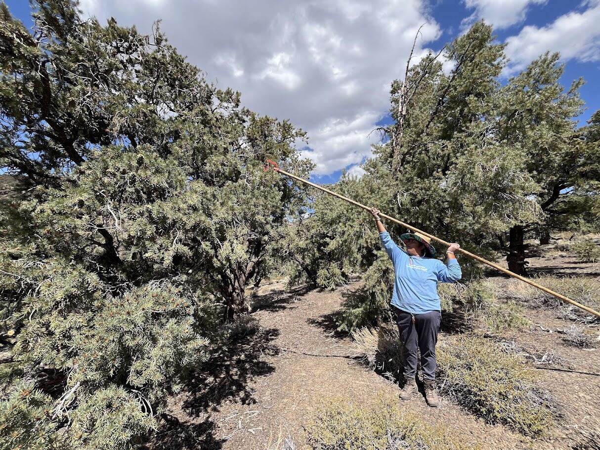 A person stands in an arid environment with scrub and pine and holds a long pole toward a tree.