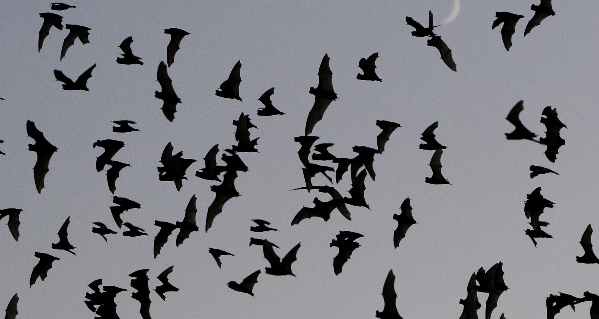 A bat in Long Beach tested positive for rabies for the first time in a decade. Here's how to protect yourself • Long Beach Post News