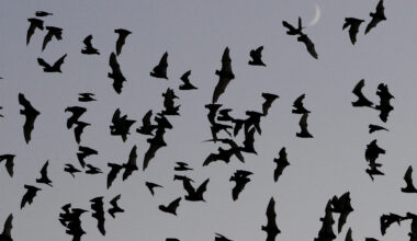 A bat in Long Beach tested positive for rabies for the first time in a decade. Here's how to protect yourself • Long Beach Post News