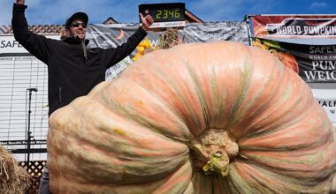 Giant pumpkins battle for heavyweight glory and the world record in California :: WRAL.com