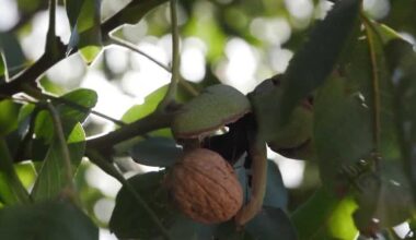 Warm October weather pushes early walnut harvest in California