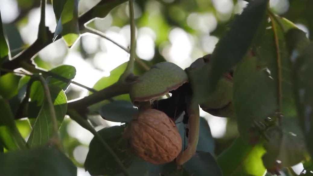 Warm October weather pushes early walnut harvest in California