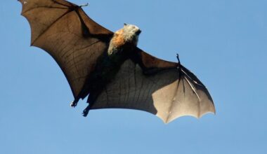 Rabies Bat Found in Long Beach — First Case Detected Since 2014