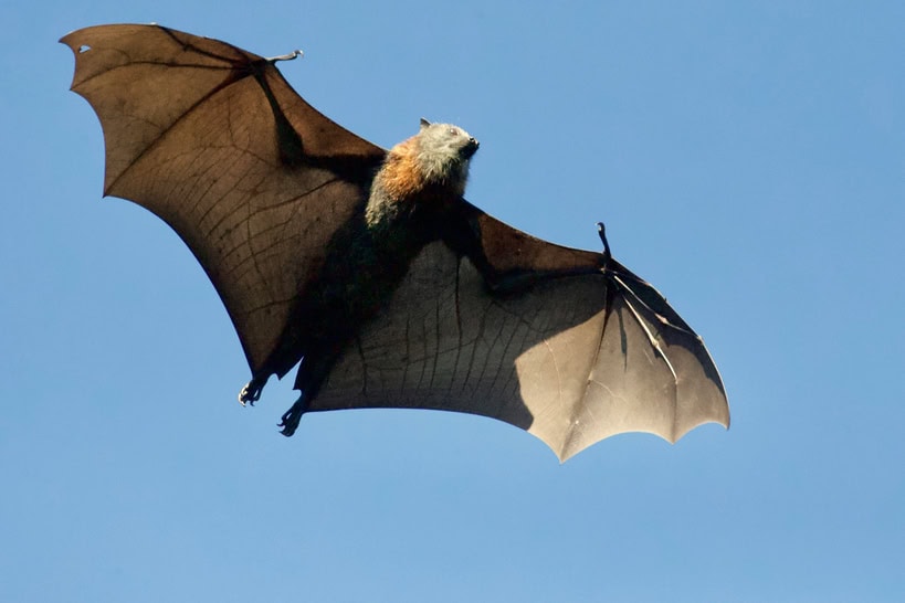 Rabies Bat Found in Long Beach — First Case Detected Since 2014