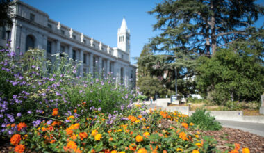 A vibrant flowerbed featuring bright orange and tall purple flowers in the foreground, with a classic white stone campus building and the tall white Campanile clock tower rising against a clear blue sky in the background.