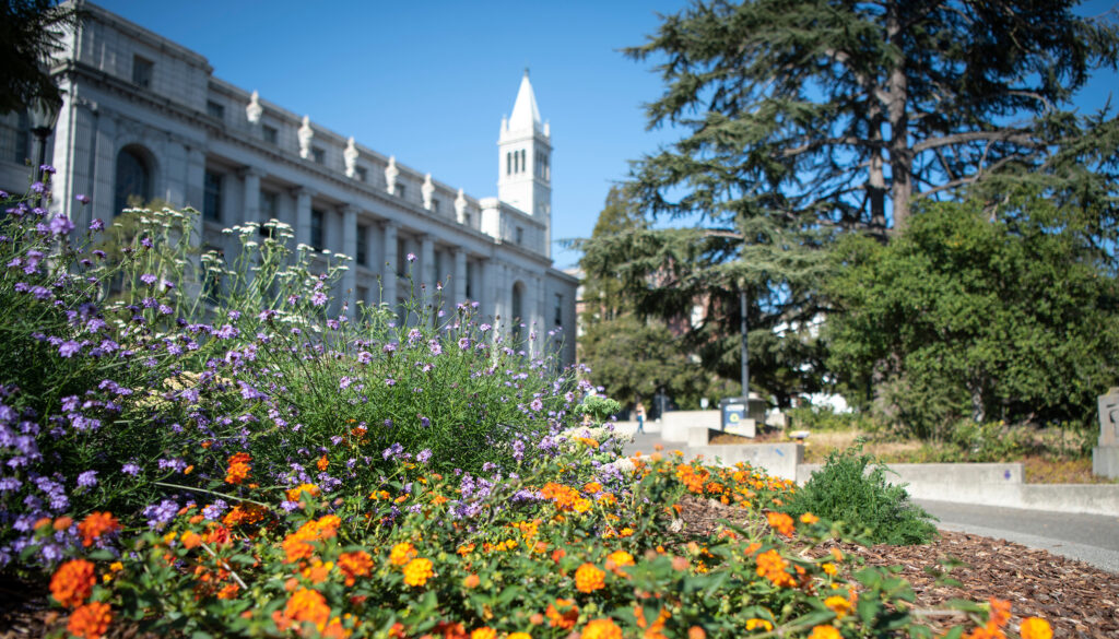 A vibrant flowerbed featuring bright orange and tall purple flowers in the foreground, with a classic white stone campus building and the tall white Campanile clock tower rising against a clear blue sky in the background.
