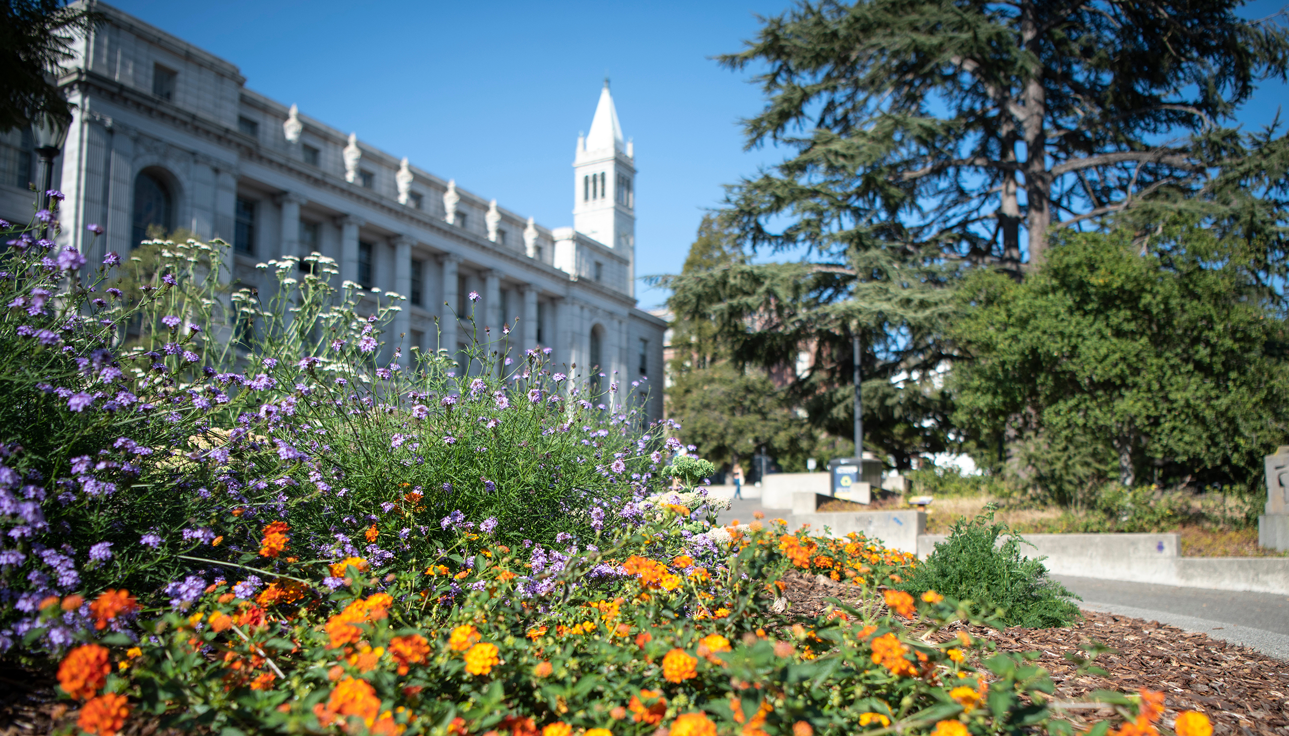 A vibrant flowerbed featuring bright orange and tall purple flowers in the foreground, with a classic white stone campus building and the tall white Campanile clock tower rising against a clear blue sky in the background.