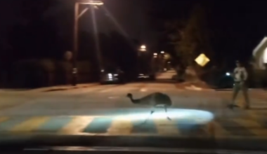 Video captures chase between emu, police in California