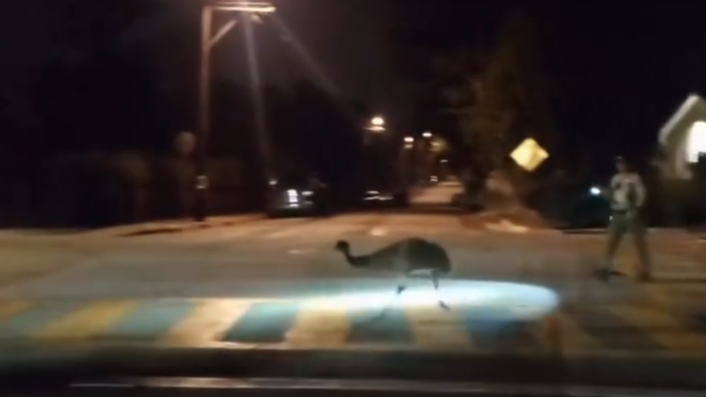 Video captures chase between emu, police in California