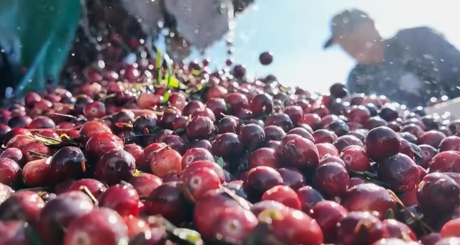 Beyond the bog: Exploring 140 years of cranberry history in Long Beach