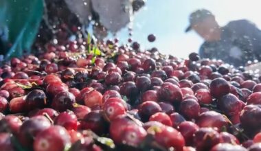 Beyond the bog: Exploring 140 years of cranberry history in Long Beach