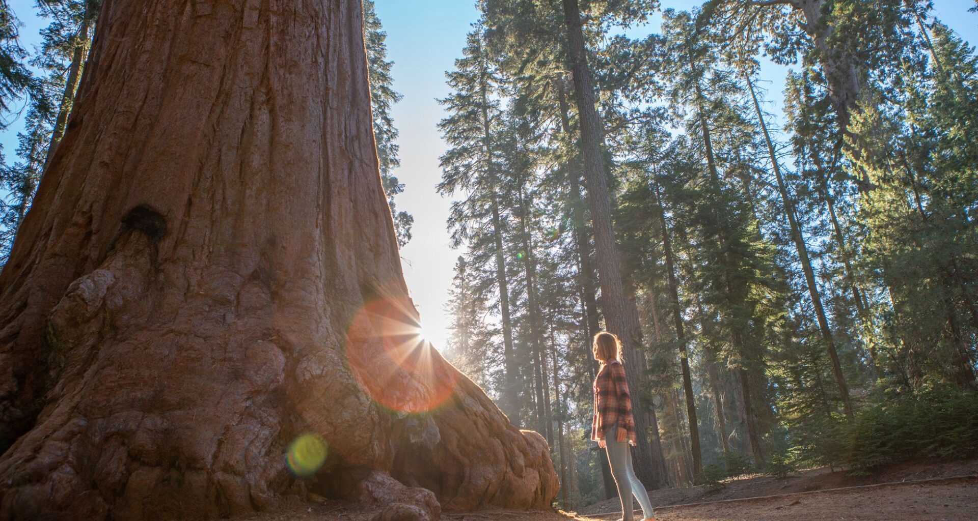 California redwoods are struggling in the heat — and it's not clear how much damage is being done