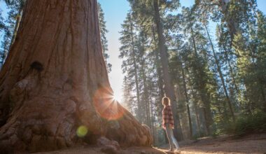 California redwoods are struggling in the heat — and it's not clear how much damage is being done