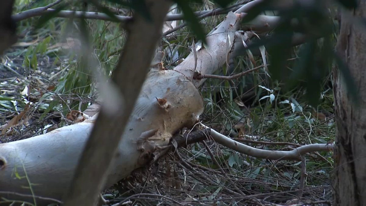 San Diego County tree trimmer explains how his friend died on the job after Tropical Storm Rachel – NBC 7 San Diego