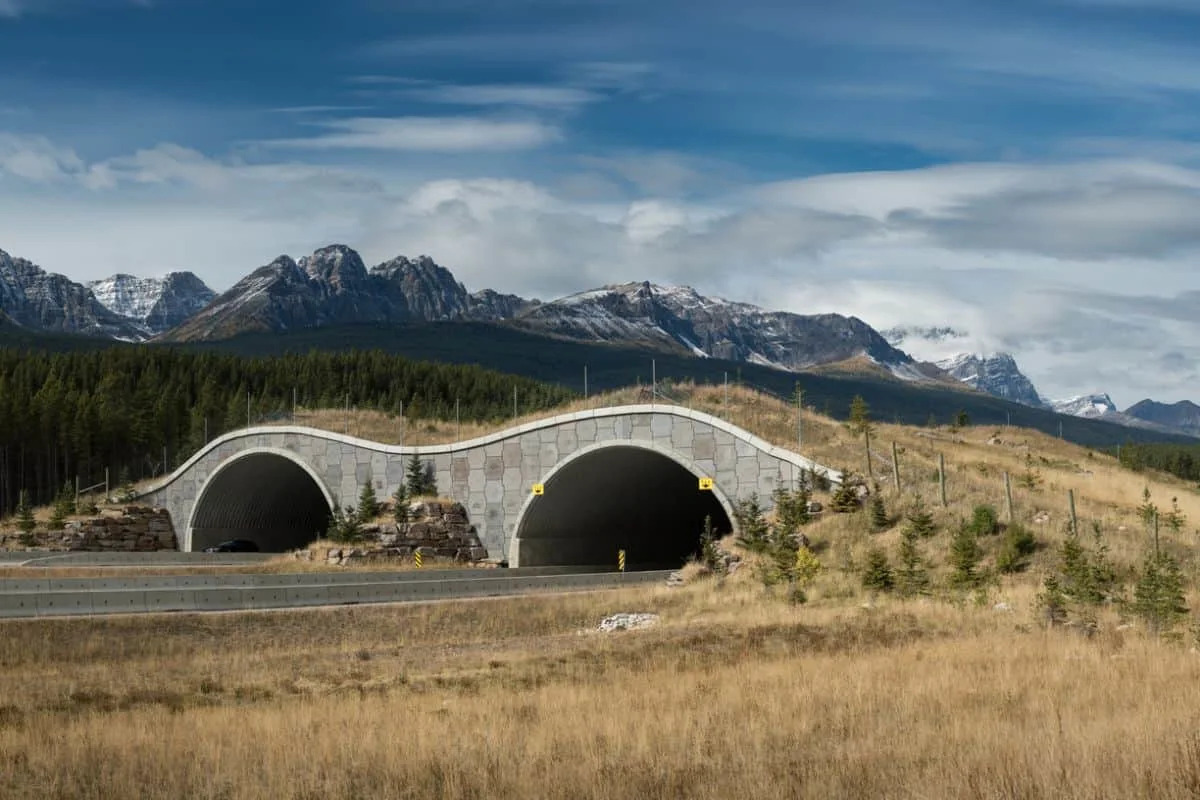 The World’s Largest Wildlife Crossing Finally Has an Opening Date in California