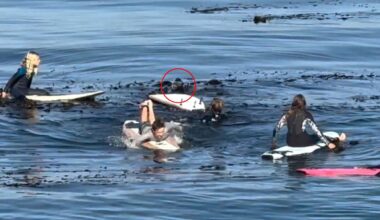 Tense moment massive otter gets in standoff with young surfers off California coast