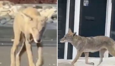 Toddler attacked by coyote in Los Angeles’ Atwater Village