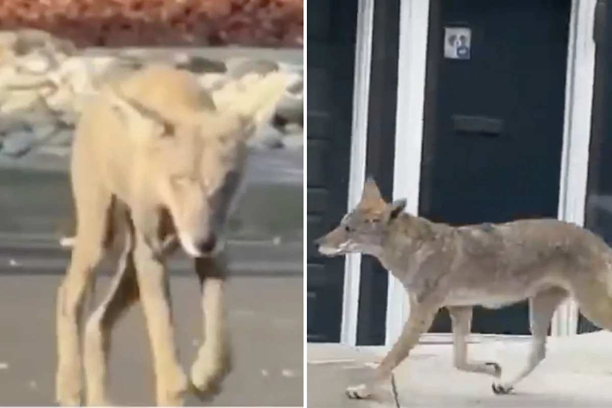 Toddler attacked by coyote in Los Angeles’ Atwater Village
