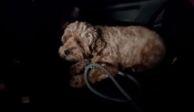 San Francisco Police Snatch Stolen Pup Back from Thief in Two Hours