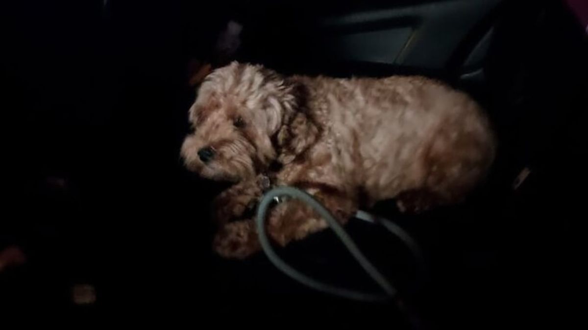 San Francisco Police Snatch Stolen Pup Back from Thief in Two Hours