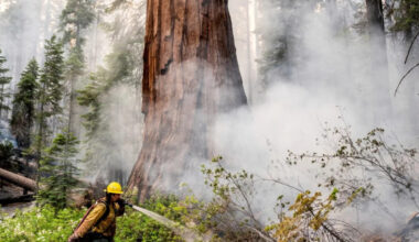 Officials to start prescribed burn in Fresno’s Grant Grove area starting Oct. 13