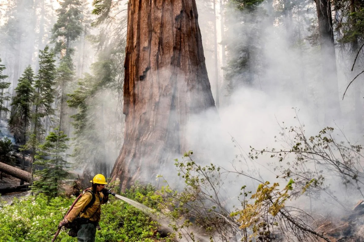 Officials to start prescribed burn in Fresno’s Grant Grove area starting Oct. 13