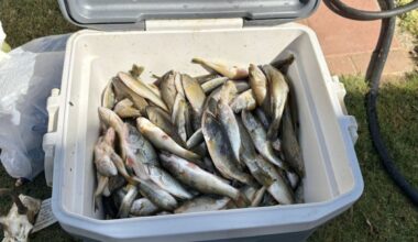1 booked into Kern County Jail for animal, hunting-related violations: California Department of Fish & Wildlife