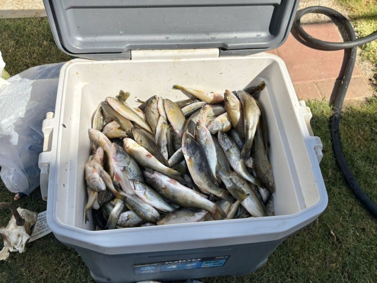 1 booked into Kern County Jail for animal, hunting-related violations: California Department of Fish & Wildlife