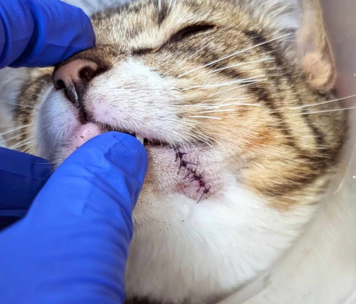 Public’s help sought after kitten found with zip tie around mouth, neck in San Diego