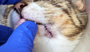Public’s help sought after kitten found with zip tie around mouth, neck in San Diego