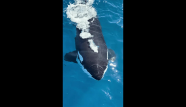 Killer whales spotted playing off the coast of Los Angeles