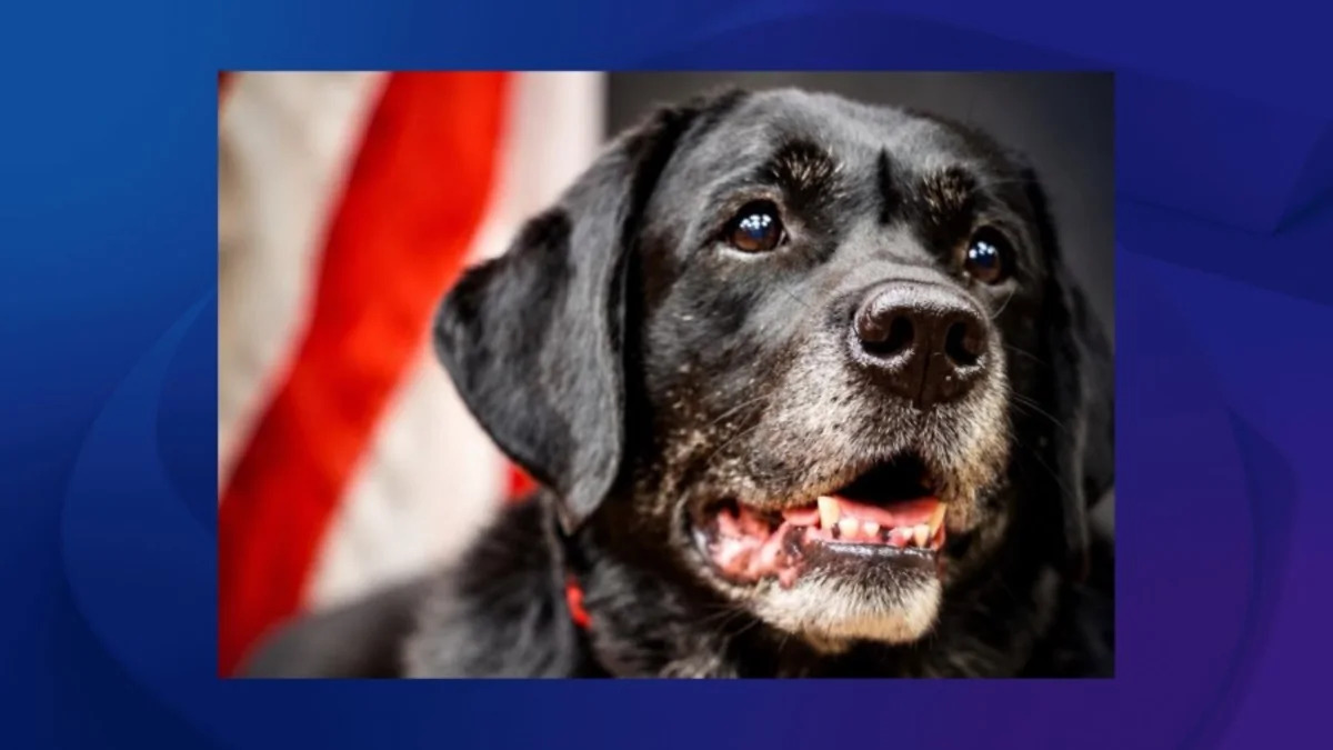 Beloved Southern California courtroom K9 who comforted victims of national tragedies dies