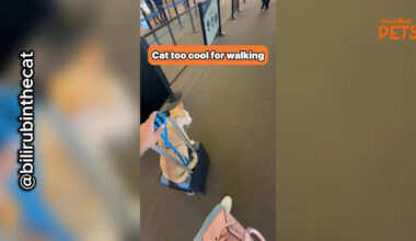 California Cat Takes Unexpected Ride Through Airport