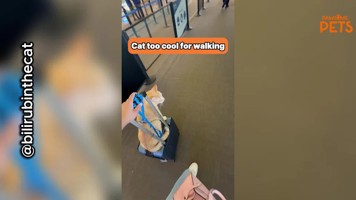 California Cat Takes Unexpected Ride Through Airport
