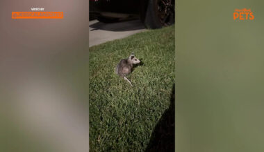 California Family Makes Unexpected Discovery When They Find Baby Opossum Alone at Night