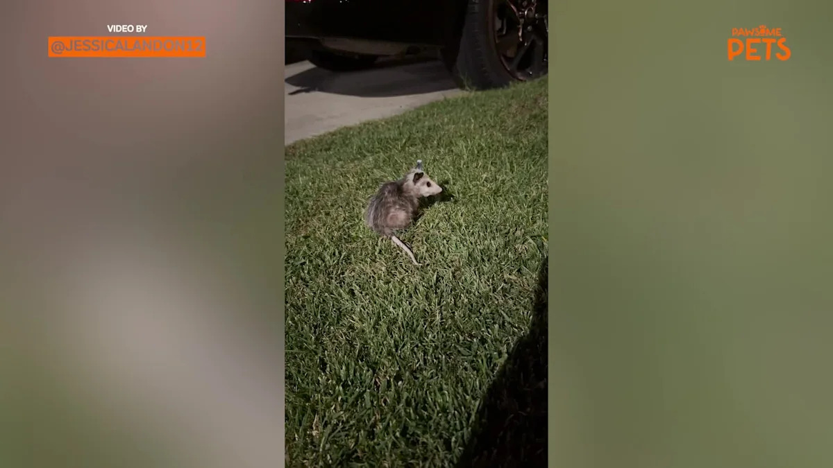 California Family Makes Unexpected Discovery When They Find Baby Opossum Alone at Night
