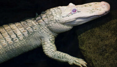 San Francisco's beloved albino alligator Claude is getting a Día de los Muertos tribute