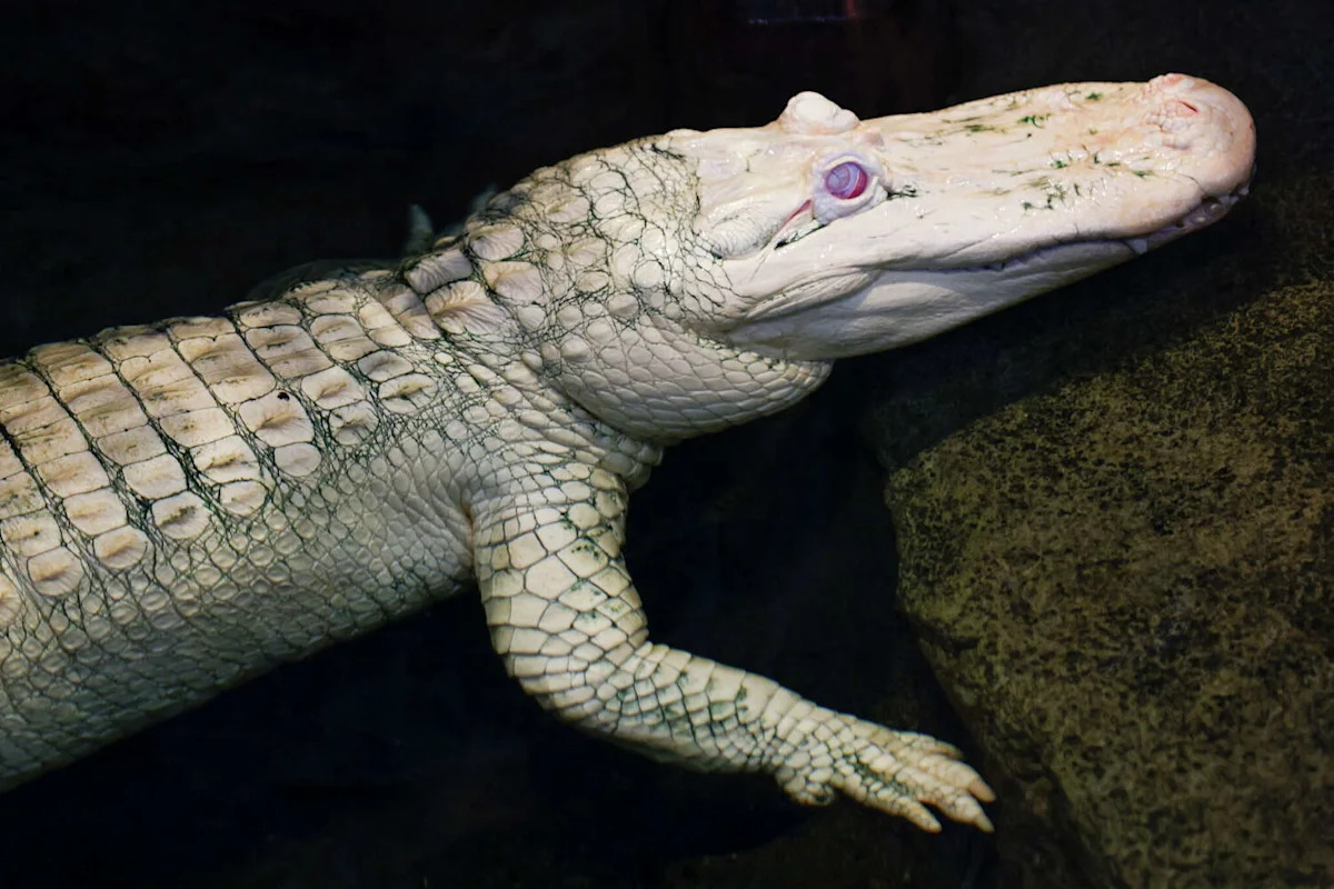 San Francisco's beloved albino alligator Claude is getting a Día de los Muertos tribute